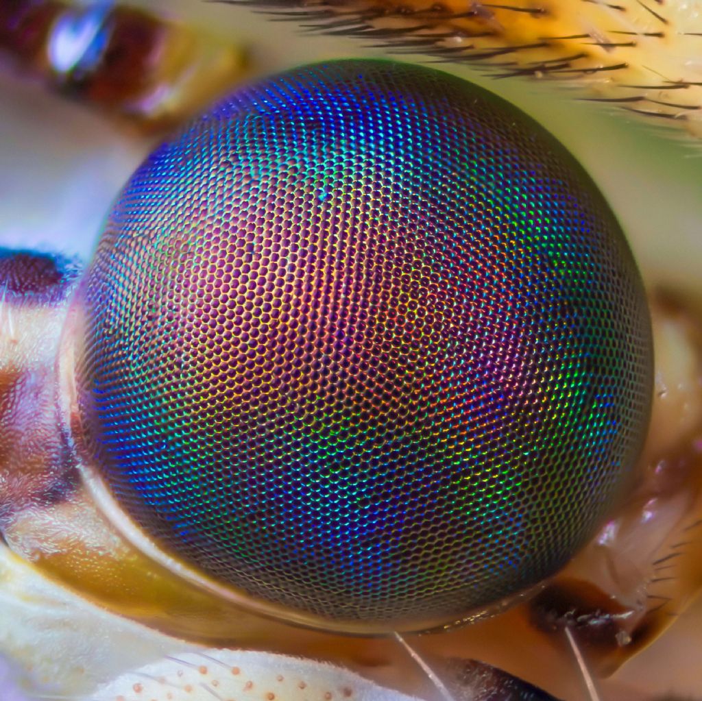 Myrmeleontidae - Macronemurus appendiculatus
